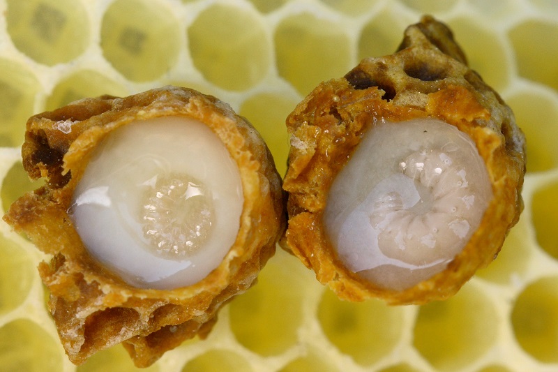 ژل رویال در بارداری
